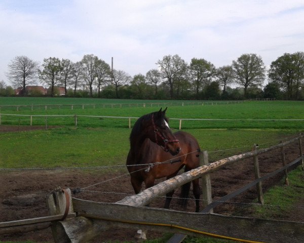 Pferd Dorian F.M. (Westfale, 1994, von Dimension)