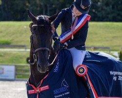 jumper Clarkes Ferro (Irish Sport Horse, 2005, from S Creevagh Ferro)
