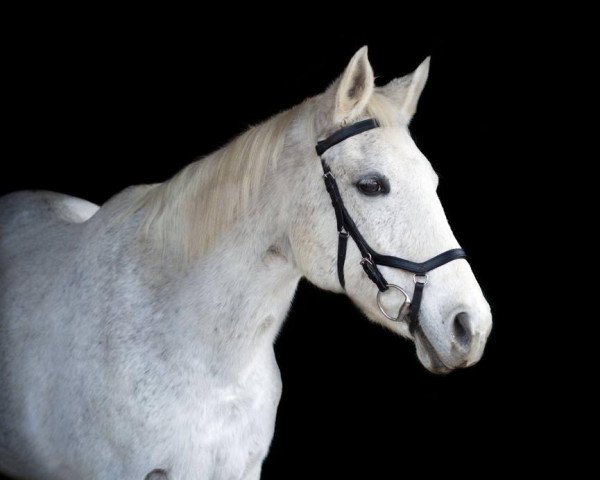 jumper Sonja 392 (German Warmblood, 1994, from Unbekannt)