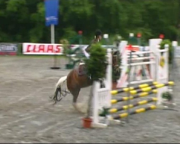 Zuchtstute Pippi (Lewitzer, 2005, von Pole Position - Wengelo's Olaf) Zuchtstute Pippi (Lewitzer, 2005, von Pole Position - Wengelo's Olaf)