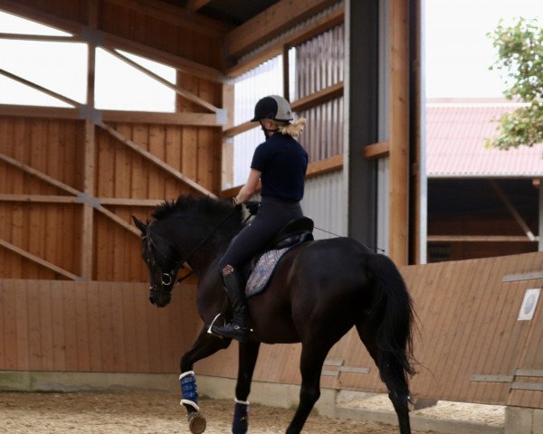 dressage horse Sir Hermann 3 (Trakehner, 2005, from Stubbendorff) dressage horse Sir Hermann 3 (Trakehner, 2005, from Stubbendorff)