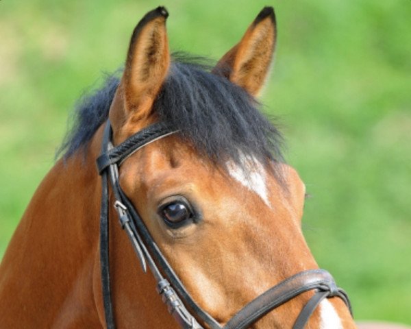 Pferd Colorado 208 (Württemberger, 2008, von Corofino II)