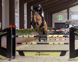 jumper Coco Kiss Z (Zangersheide riding horse, 2013, from Cartoon Z)