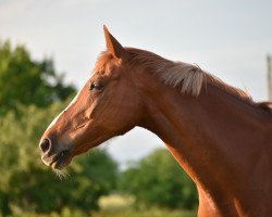 jumper Quadriga 47 (German Warmblood, 2008, from Queen's Land)