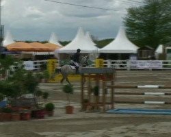 stallion Casirano (Zangersheide riding horse, 2006, from Cassini II)