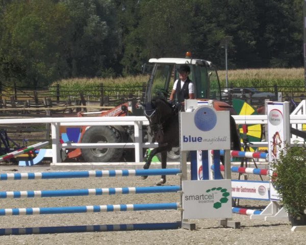 Reitturnier Gundelfingen 2022