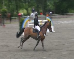 jumper Noble Champ (KWPN (Royal Dutch Sporthorse), 2001, from Numero Uno)