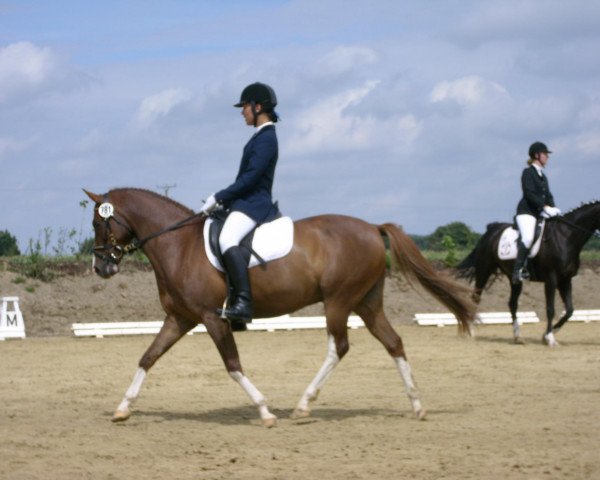 dressage horse Balu 348 (German Riding Pony, 1998, from Big Boy I)