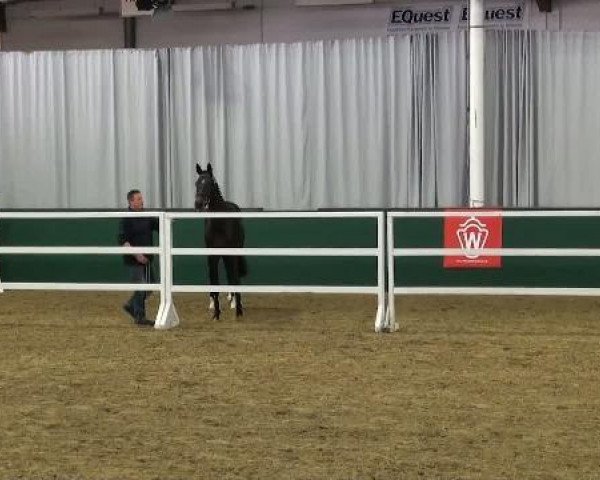 horse Stute von Cornado I (Westphalian, 2009, from Cornado NRW)