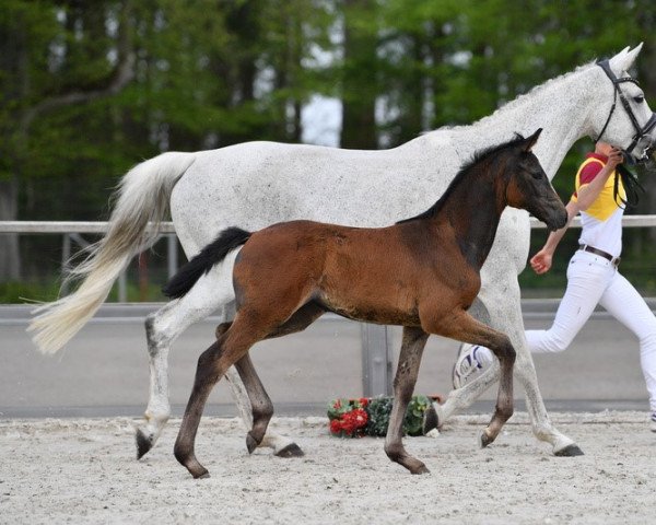 broodmare Lightness of Life (German Sport Horse, 2021, from Light On OLD)