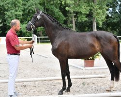 horse Source of Energy (German Sport Horse, 2018, from Secret)