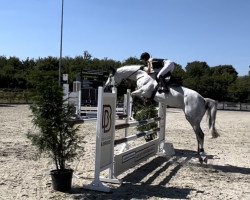 jumper Cheyenne JVH Z (Zangersheide riding horse, 2015, from Cigaret JvH Z)