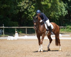 dressage horse Fontane 28 (Hanoverian, 2011, from Fuechtels Floriscount OLD)