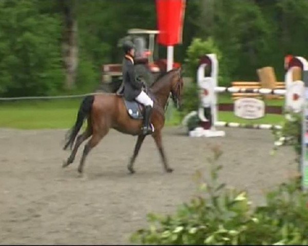 horse Corlando 29 (Württemberger, 1995, from Conway)