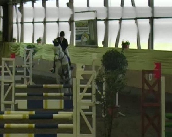 jumper Celloxx (Holsteiner, 2006, from C-Trenton Z)