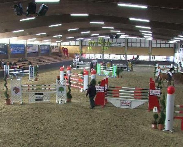Springpferd Quintus 102 (Oldenburger, 2005, von Quidam's Rubin)