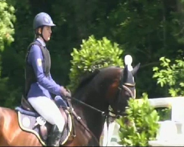 jumper Charlsten 3 (Hessian Warmblood, 2001, from Cashman)