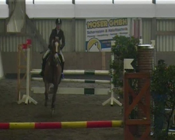 stallion Merlin 1320 (Württemberger, 2004, from Medici)