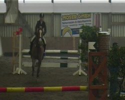 stallion Merlin 1320 (Württemberger, 2004, from Medici)