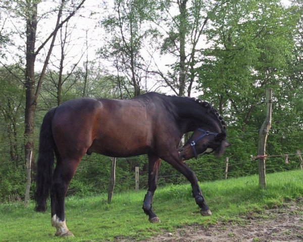 horse Piccolino (Rhinelander, 1995, from Pessoa)