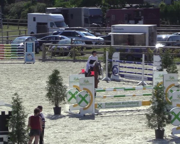 Reitturnier Münster-Amelsbüren 2022