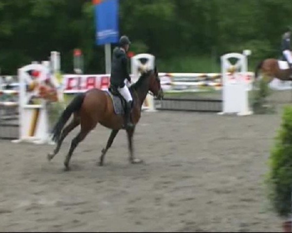 Springpferd Crusing 4 (Deutsches Sportpferd, 2004, von Con Capitol)