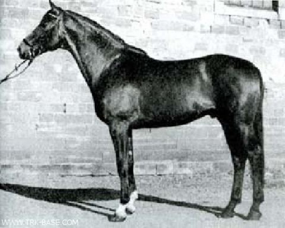 stallion Persaldo (Trakehner, 1965, from Hessenstein)