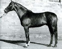 stallion Persaldo (Trakehner, 1965, from Hessenstein)
