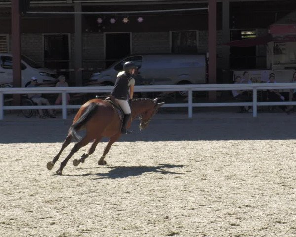 Reitturnier Gundelfingen 2022