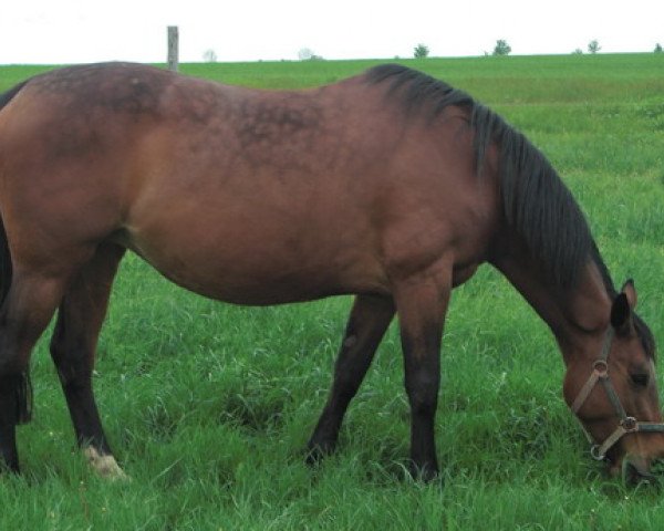 broodmare Cassandra (Oldenburg, 1998, from Carnando)