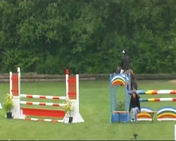 horse Dewinja (Württemberger, 2005, from Denaro)