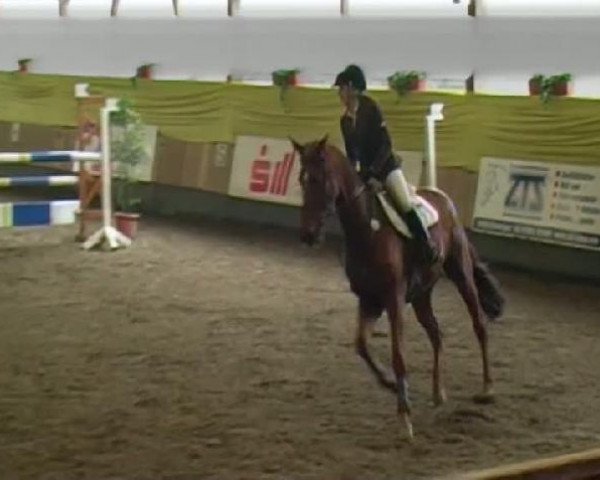 Springpferd Inka 461 (Württemberger, 2006, von Imparo)