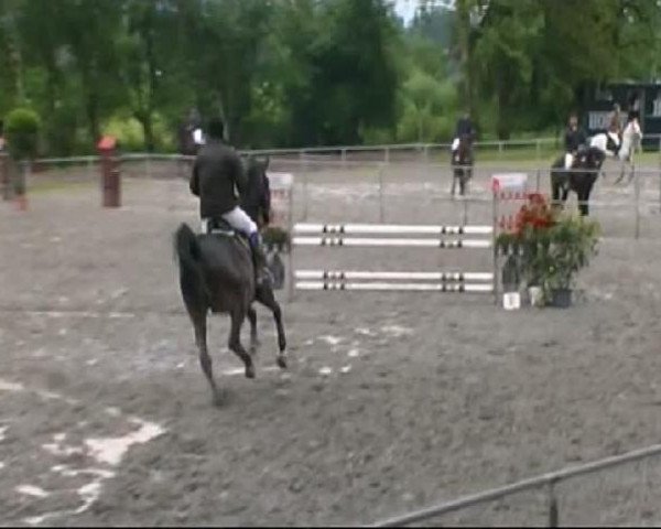 jumper Amadeu (Holsteiner, 2002, from Acobat II)