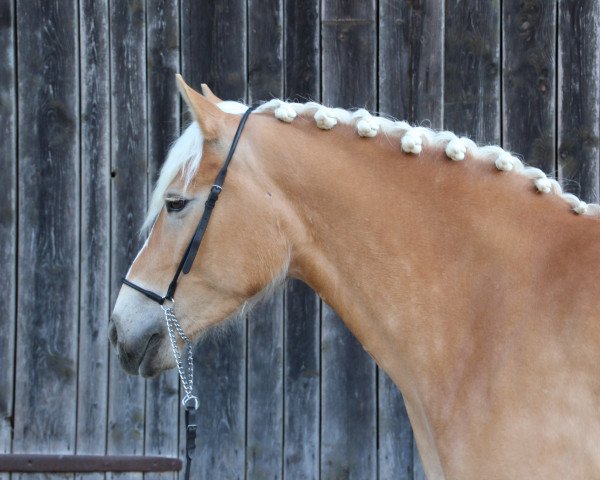 broodmare Scarlett MEZ (Haflinger, 2017, from Mahady)