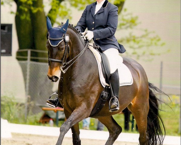 dressage horse West Virginia 39 (German Warmblood, 1997, from Western Light)