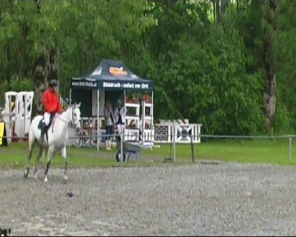 Springpferd Red Bull 16 (Holsteiner, 1999, von Carolus II)