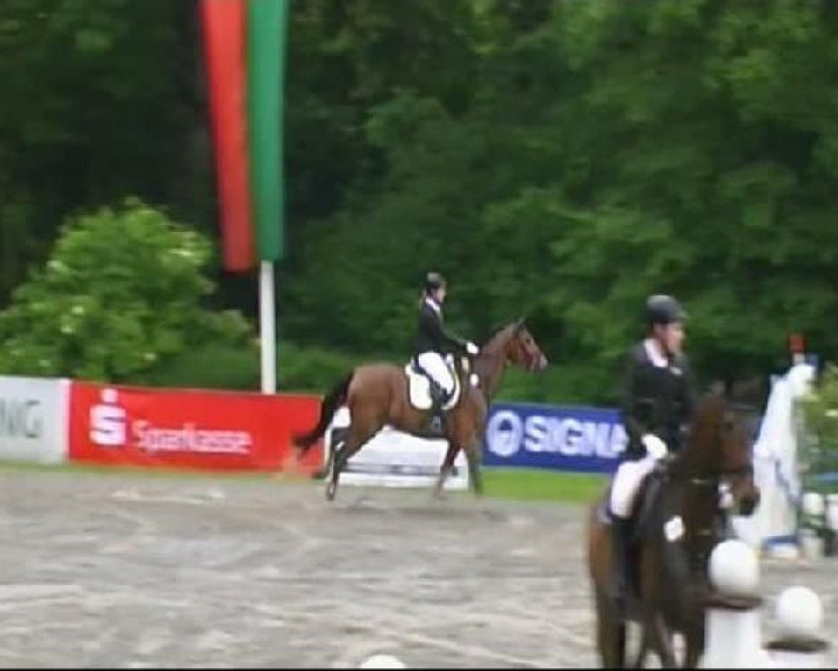 jumper Le-casei-defensis (Oldenburg, 2002, from Landgold 3)