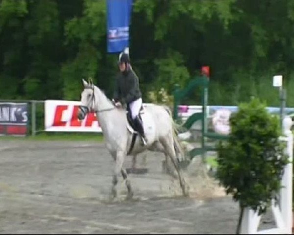 horse Bonito L (Saxony-Anhaltiner, 2000, from Bazar ShA)