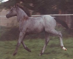 dressage horse Kamerun's Giulia (German Riding Pony, 2002, from Gladstone)