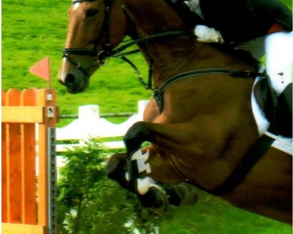 Pferd Rivera (KWPN (Niederländisches Warmblut), 1998, von Belmondo)