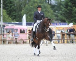 Dressurpferd Uzzo (KWPN (Niederländisches Warmblut), 2001, von Lancet 2)