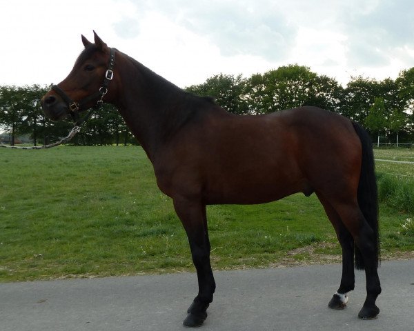 dressage horse Pico's Bodypainter (German Riding Pony, 2003, from Piccolo)