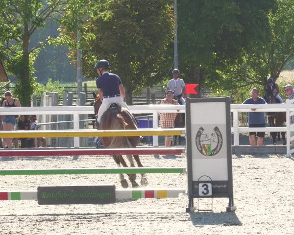 Reitturnier Gundelfingen 2022