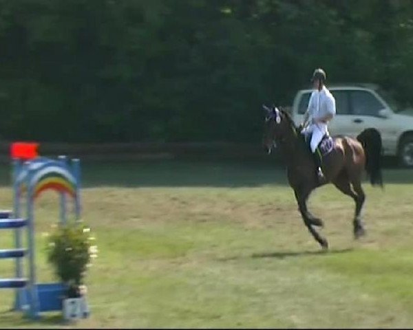 jumper Chester L 2 (Holsteiner, 2003, from Coronado I)