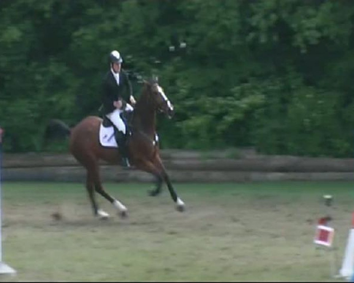 jumper Darcapo B (KWPN (Royal Dutch Sporthorse), 1999, from Darco)
