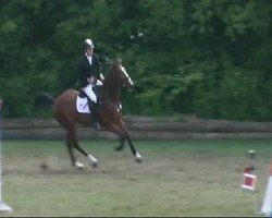 jumper Darcapo B (KWPN (Royal Dutch Sporthorse), 1999, from Darco)