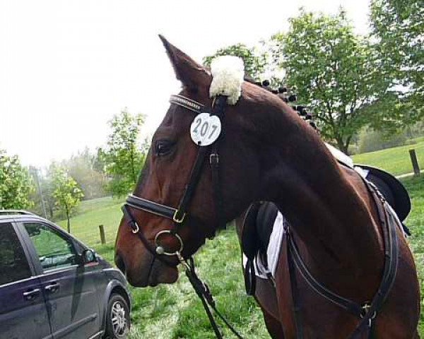 jumper Orkan Wind (Rottaler Warmblood, 1999, from Keystone Voyager US-8432-Y)