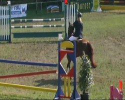 jumper Naughty Lad (Irish Sport Horse, 1994, from Nautilus)