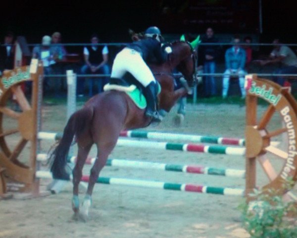 horse Loriot S (Württemberger, 1995, from Le Roi)