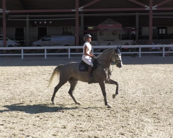 Reitturnier Gundelfingen 2022